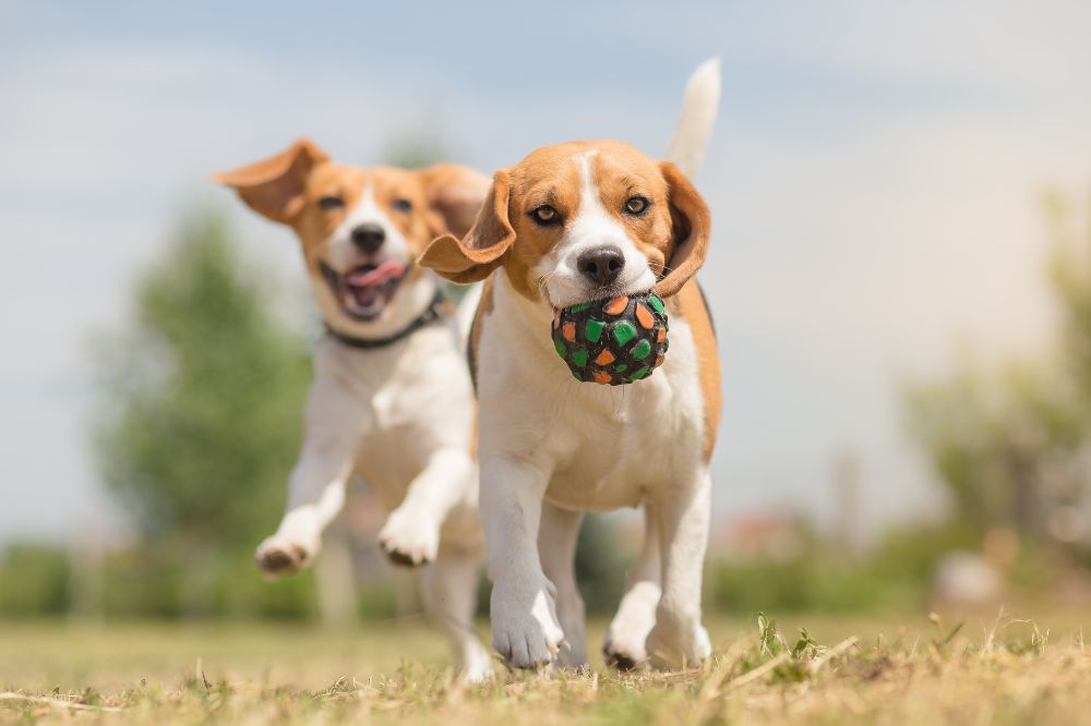 two dogs running with a ball