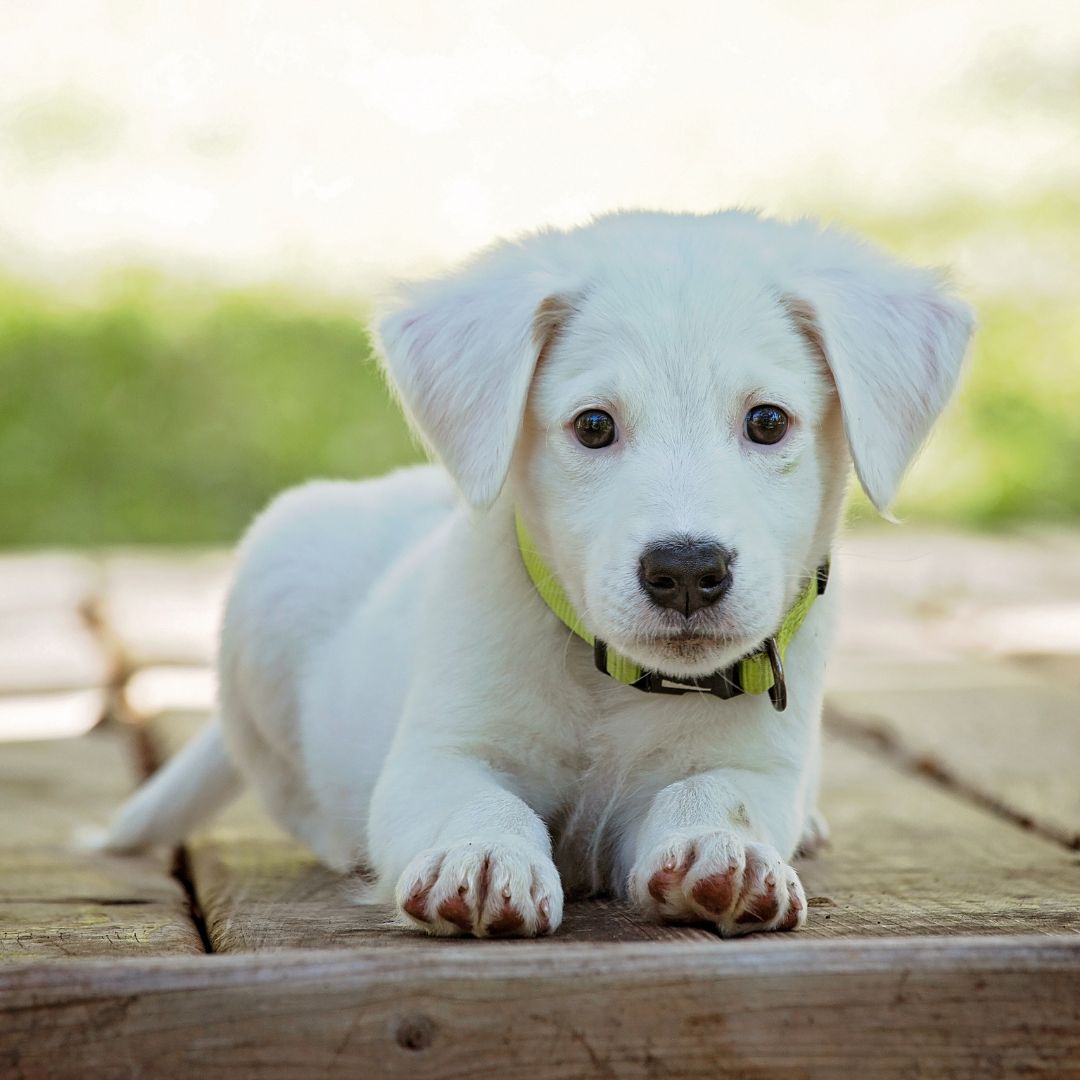 white puppy lying on a wood