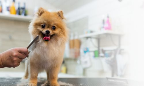 a brown cute dog grooming