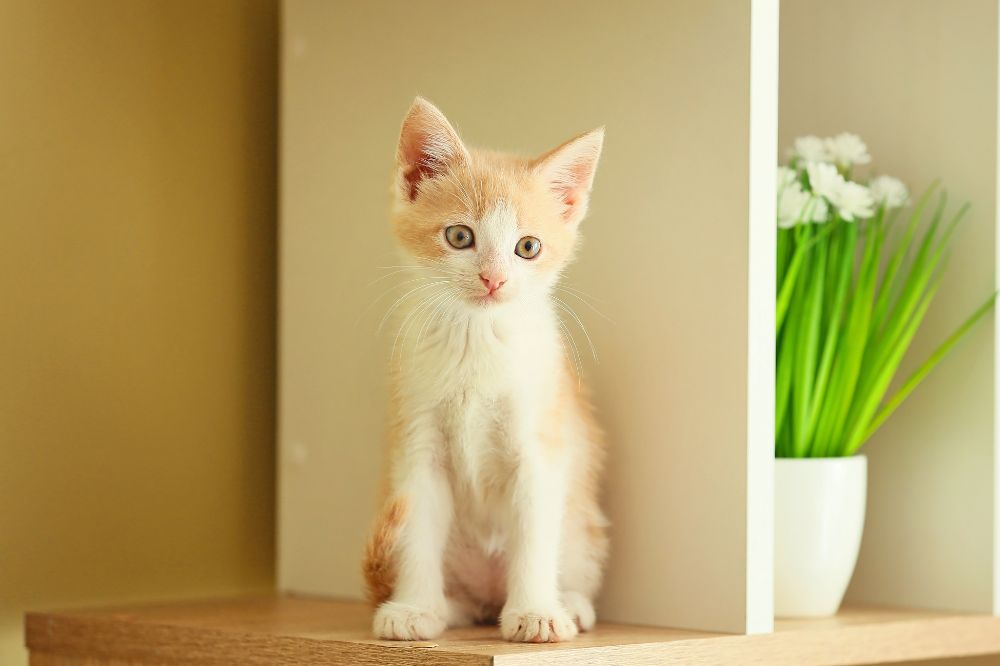 a kitten sitting on a shelf