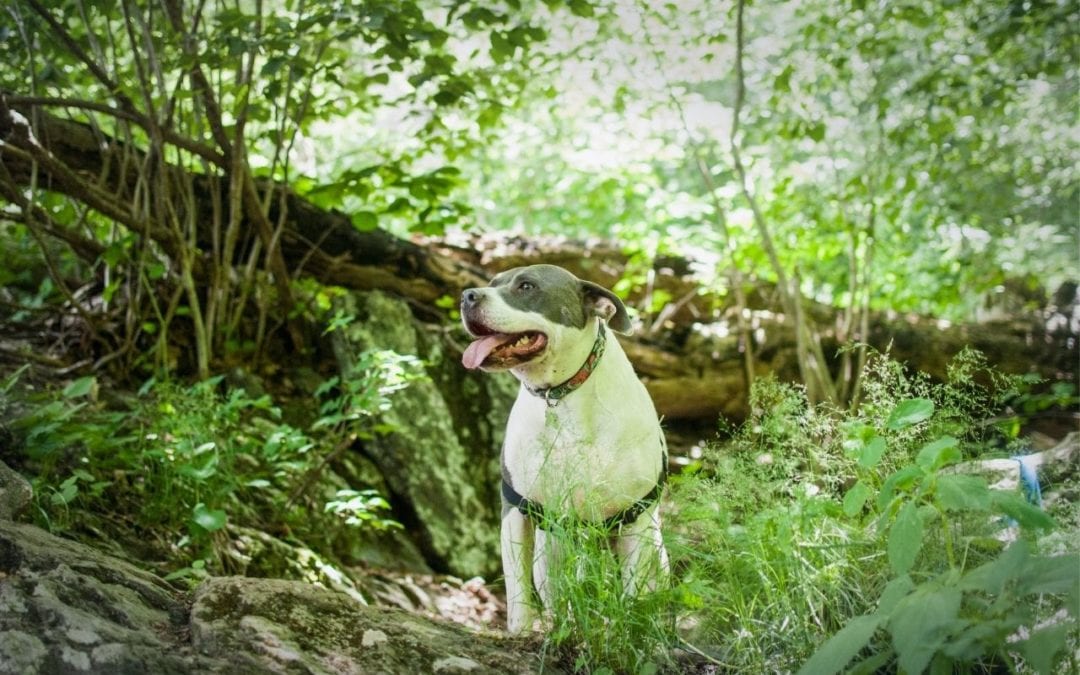 dog standing in the woods