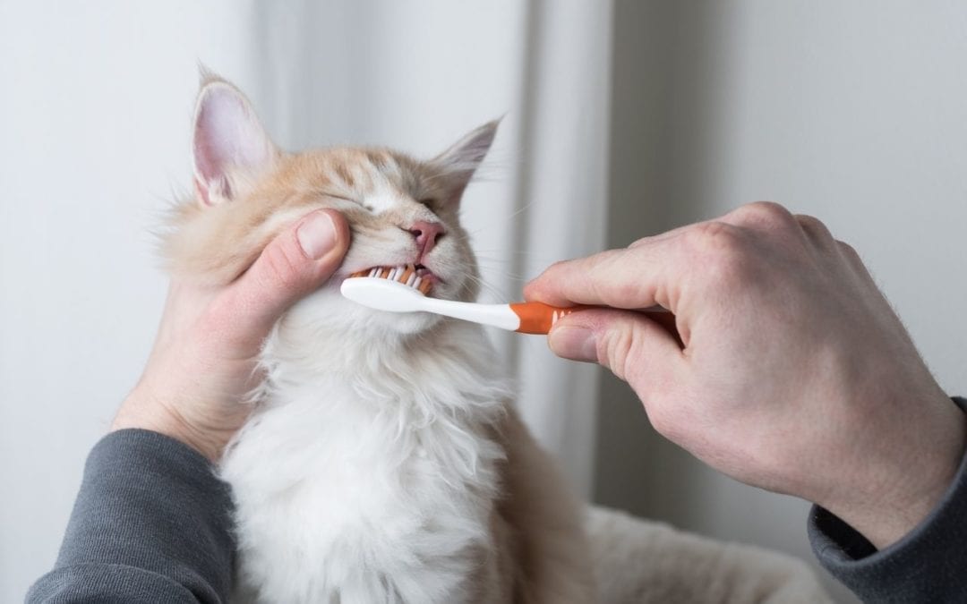 person brushing a cat's teeth