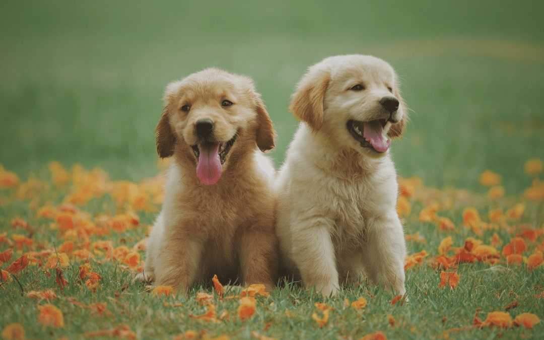 two puppies sitting in the grass