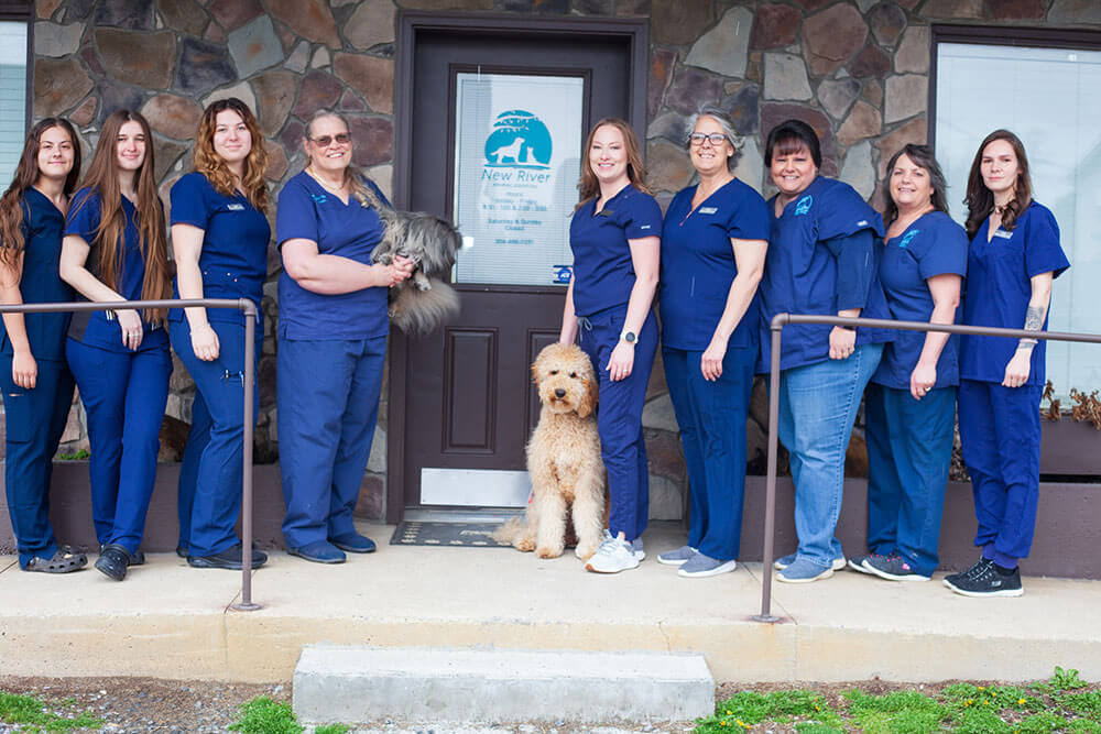 veterinary team group pic