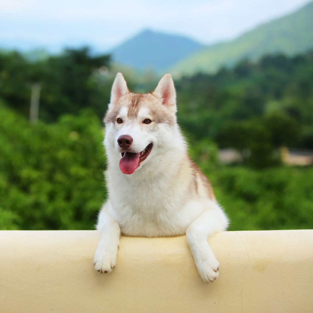a dog leaning on a wall