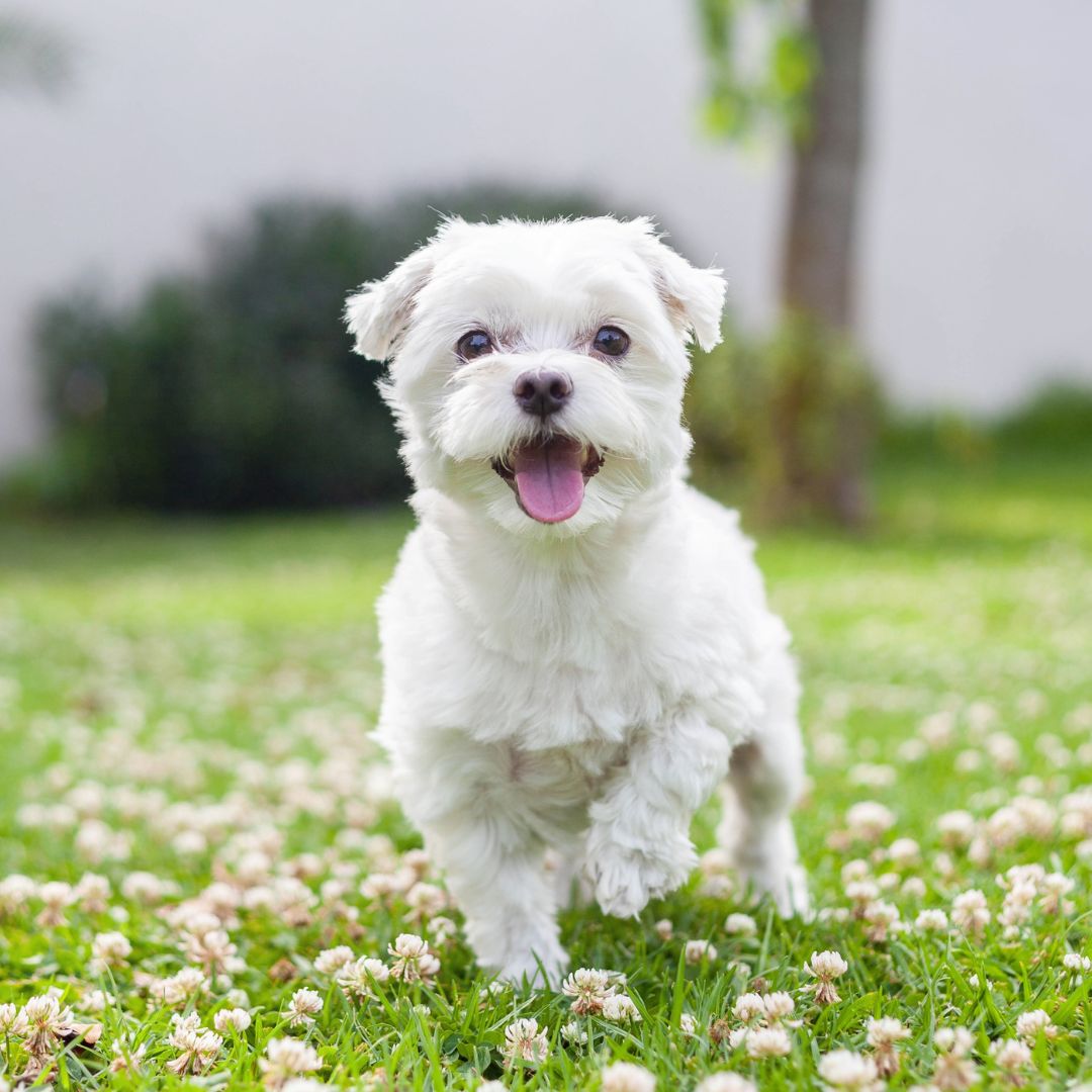 white dog running on grass