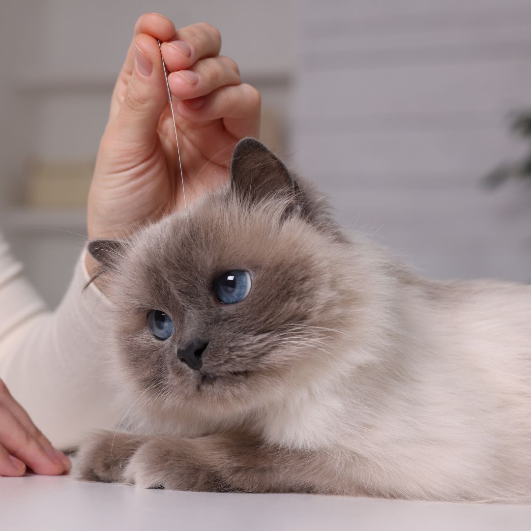 vet holding acupuncture needle near cat