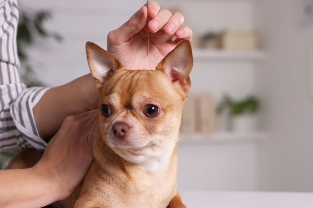 vet holding acupuncture needle near dog