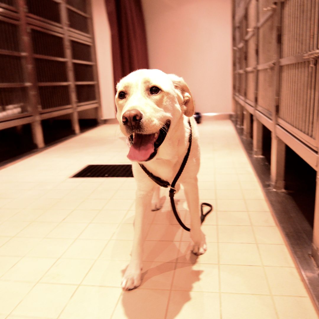 happy dog in a hallway