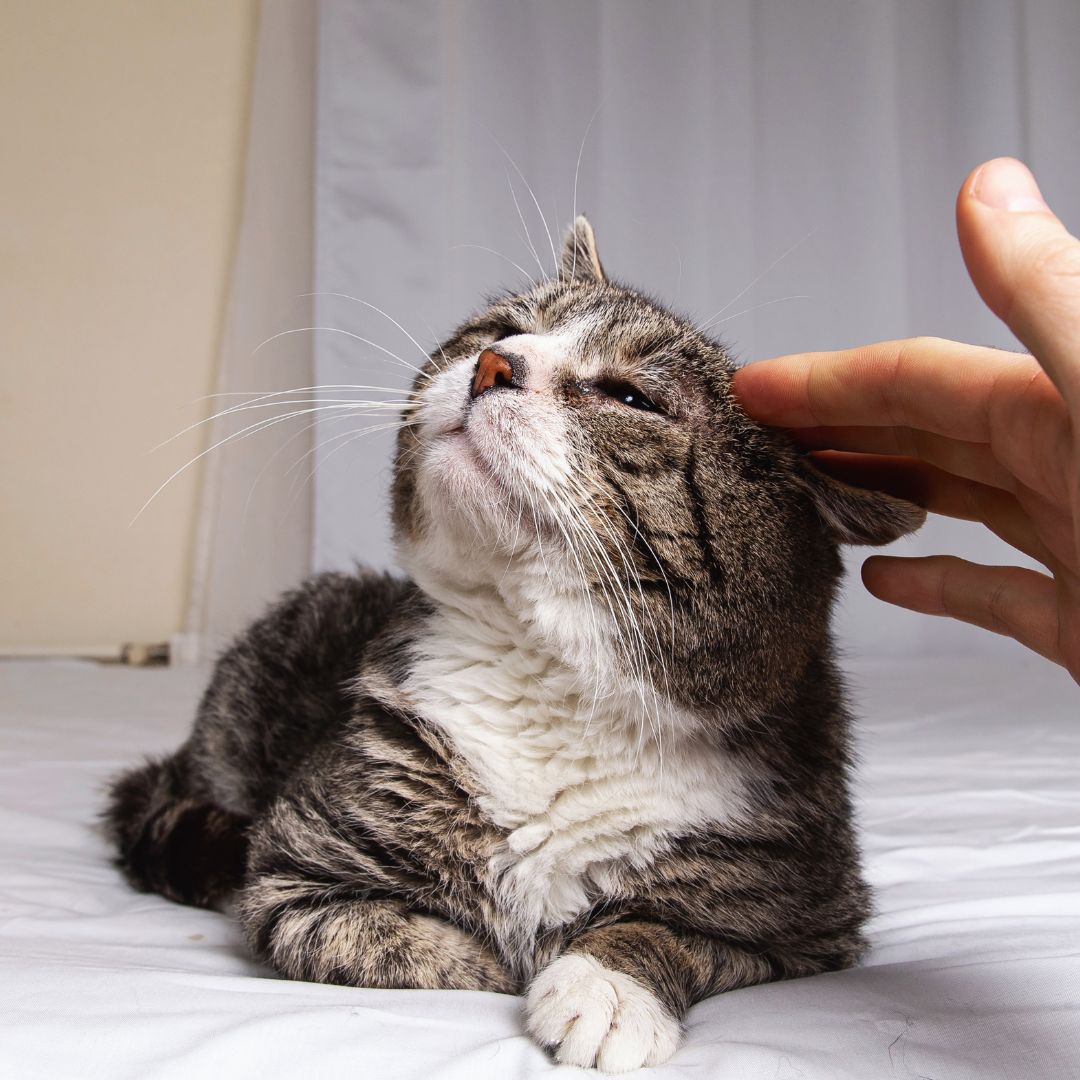 a person touching a cat