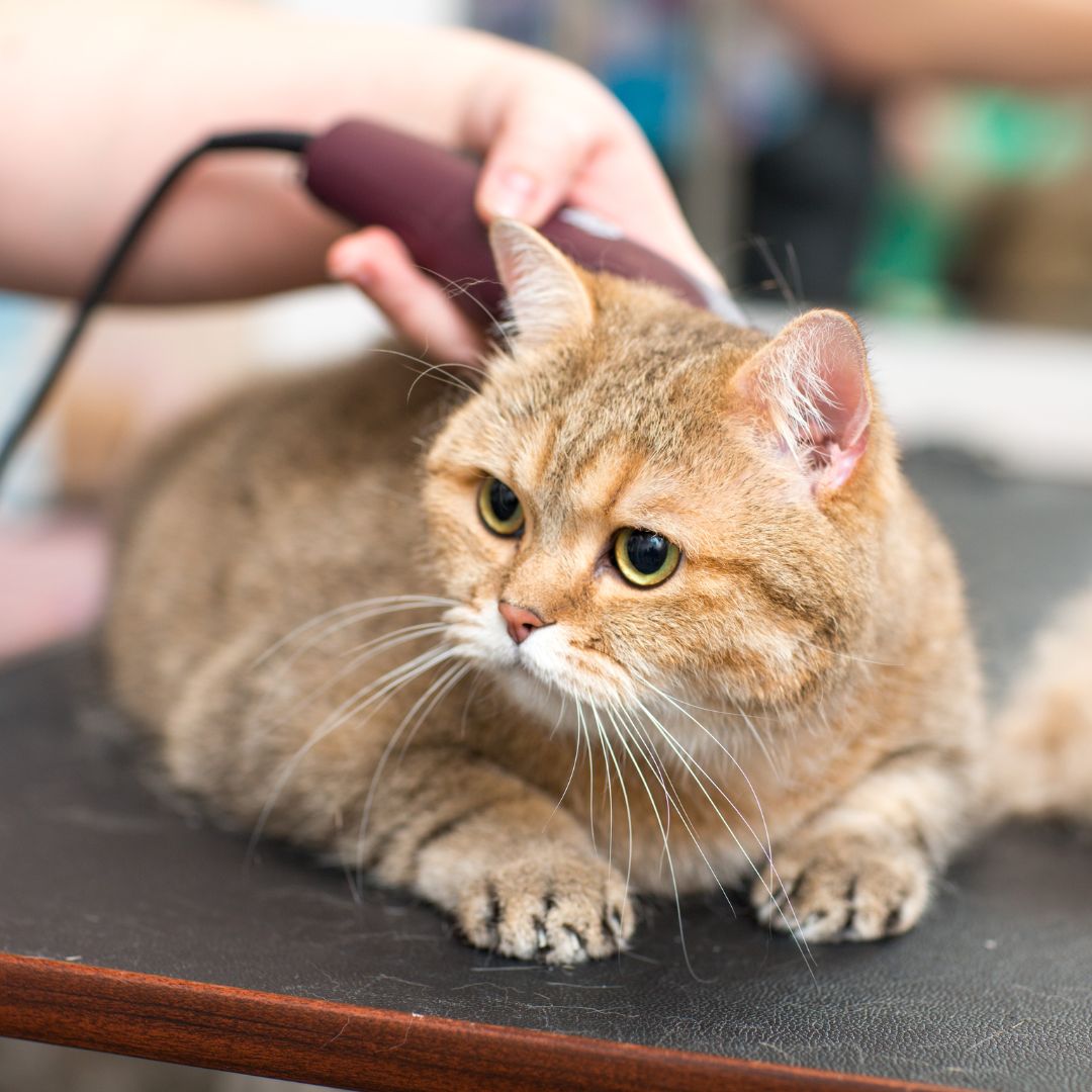 a cat is getting groomed