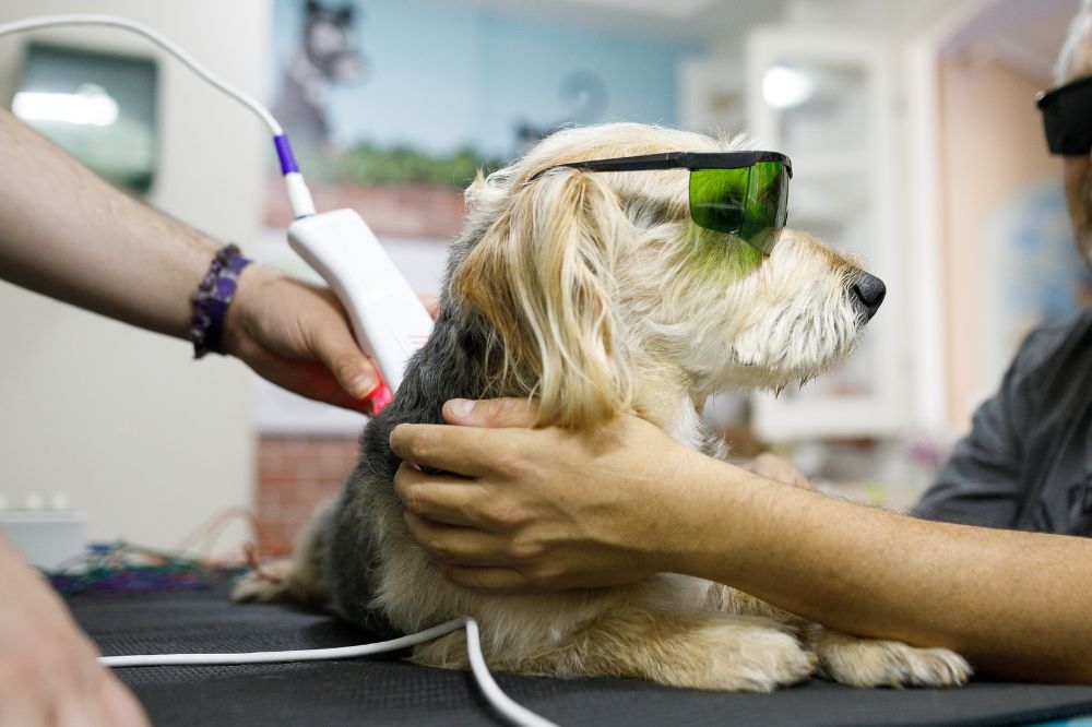 dog getting laser therapy