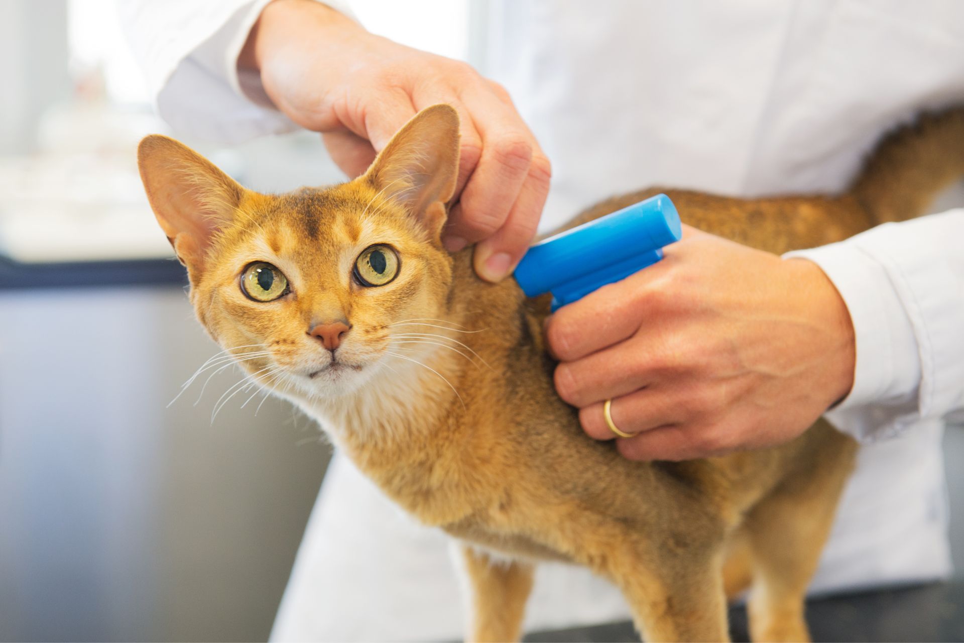 microchip implant for cat by vet
