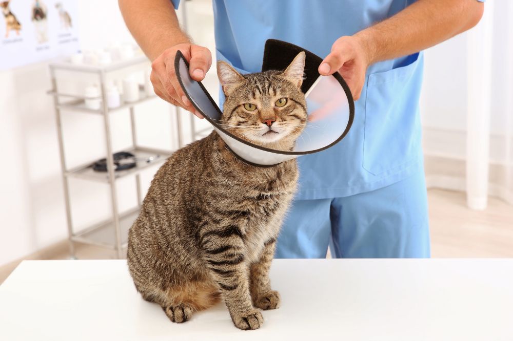 a cat with a cone