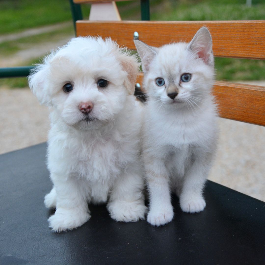a white puppy and kitten